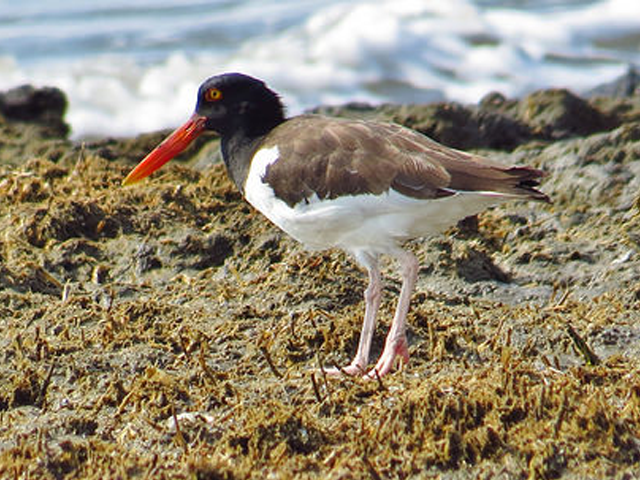 American Oystercatcher by Keith Watson